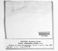 Image of Diplodia hibisci